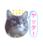 ソマリ家族5（個別スタンプ：12）