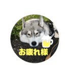 シベリアンハスキー わっさんスタンプ（個別スタンプ：4）