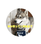 シベリアンハスキー わっさんスタンプ（個別スタンプ：7）