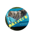 シベリアンハスキー わっさんスタンプ（個別スタンプ：11）