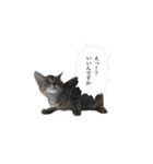 高貴な子猫 こてつさん（個別スタンプ：1）