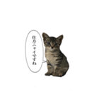 高貴な子猫 こてつさん（個別スタンプ：2）