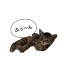 高貴な子猫 こてつさん（個別スタンプ：3）