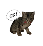 高貴な子猫 こてつさん（個別スタンプ：5）