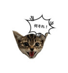 高貴な子猫 こてつさん（個別スタンプ：8）