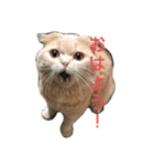 まろたのすたんぷ（個別スタンプ：1）