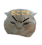 まろたのすたんぷ（個別スタンプ：3）