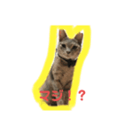 choco 猫スタンプ（個別スタンプ：4）