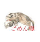 choco 猫スタンプ（個別スタンプ：6）