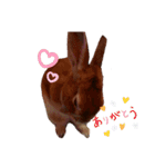うさぎのmiyちゃん（個別スタンプ：11）