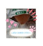 うさぎのmiyちゃん（個別スタンプ：16）