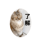 ポール＆マロン（個別スタンプ：4）