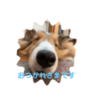シェルティー すももちゃん（個別スタンプ：1）