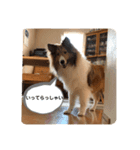 シェルティー すももちゃん（個別スタンプ：4）