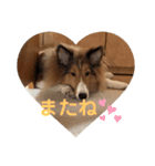 シェルティー すももちゃん（個別スタンプ：5）