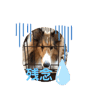 シェルティー すももちゃん（個別スタンプ：9）