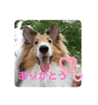 シェルティー すももちゃん（個別スタンプ：11）