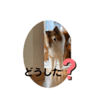 シェルティー すももちゃん（個別スタンプ：12）
