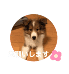 シェルティー すももちゃん（個別スタンプ：16）