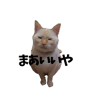 笹かま猫スタンプ2（個別スタンプ：14）