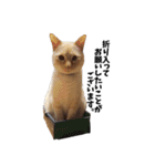笹かま猫スタンプ2（個別スタンプ：18）