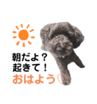 プー太郎の日常（個別スタンプ：3）