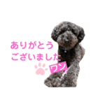プー太郎の日常（個別スタンプ：7）