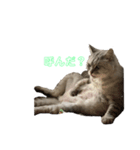 かまねこほだ（個別スタンプ：1）