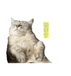 かまねこほだ（個別スタンプ：3）