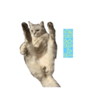 かまねこほだ（個別スタンプ：4）