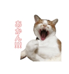 かまねこほだ（個別スタンプ：5）