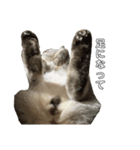かまねこほだ（個別スタンプ：6）