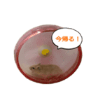 基本のかわいいハムスター②（個別スタンプ：1）