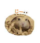基本のかわいいハムスター②（個別スタンプ：2）