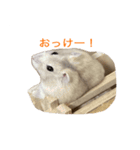 基本のかわいいハムスター②（個別スタンプ：5）