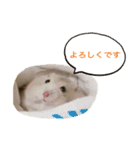 基本のかわいいハムスター②（個別スタンプ：6）