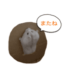 基本のかわいいハムスター②（個別スタンプ：8）