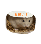 基本のかわいいハムスター②（個別スタンプ：9）
