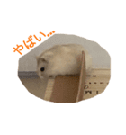 基本のかわいいハムスター②（個別スタンプ：10）
