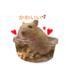 基本のかわいいハムスター②（個別スタンプ：11）