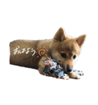 あんとこゆき4（個別スタンプ：1）
