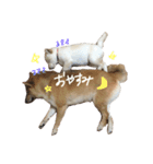 あんとこゆき4（個別スタンプ：16）