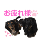名犬オルガ（個別スタンプ：1）