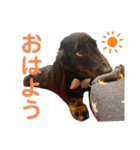 名犬オルガ（個別スタンプ：2）