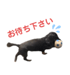 名犬オルガ（個別スタンプ：4）
