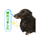 名犬オルガ（個別スタンプ：5）