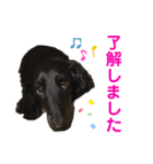 名犬オルガ（個別スタンプ：6）