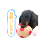 名犬オルガ（個別スタンプ：12）