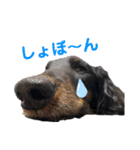 名犬オルガ（個別スタンプ：14）