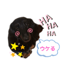 名犬オルガ（個別スタンプ：15）